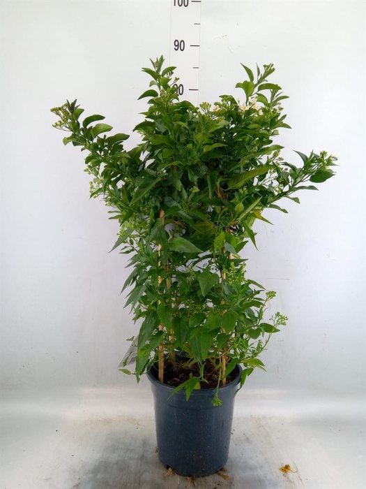 <h4>Solanum jasminoides</h4>