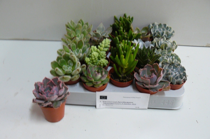 <h4>SUCC GEM 6 SRT</h4>