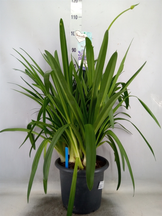 <h4>Agapanthus  'Big Blue'</h4>