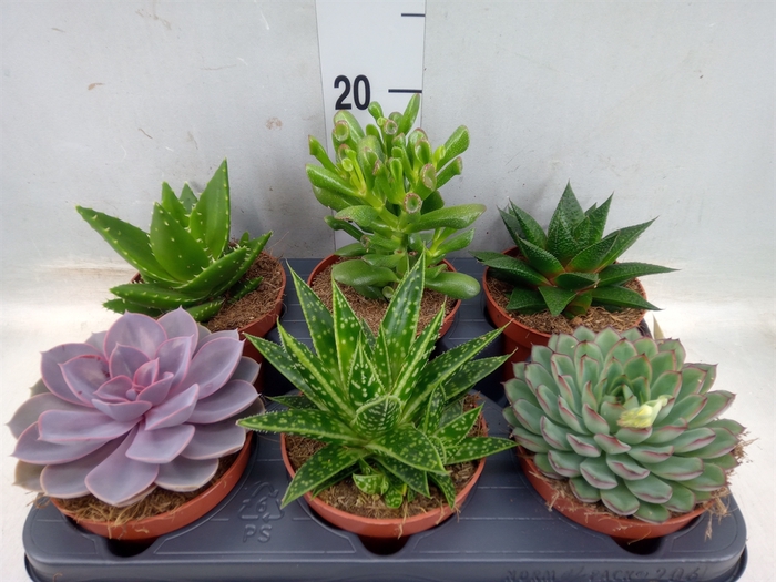 <h4>Succulents   ...mix 6</h4>