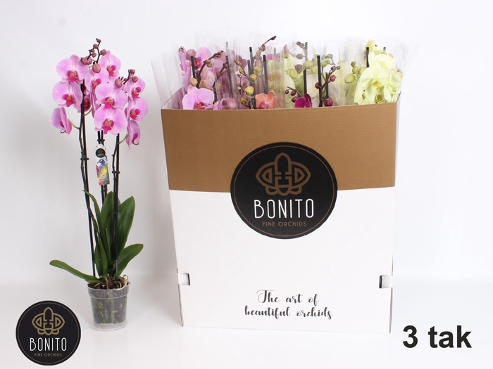 <h4>PHAL GEM 7 KL</h4>