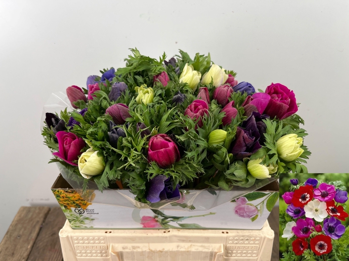 <h4>ANEM CO MAR GEM</h4>