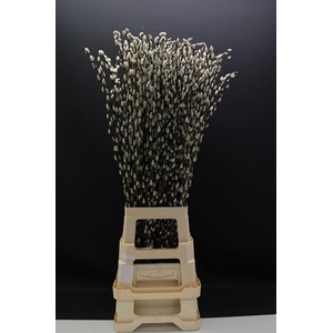 Salix Snow Flake 90cm