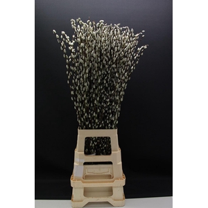 Salix Caprea Snow Flake 90cm