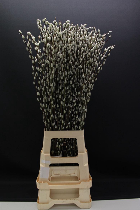 <h4>Salix Caprea Snow Flake 90cm</h4>