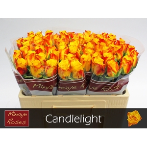 R GR CANDLELIGHT