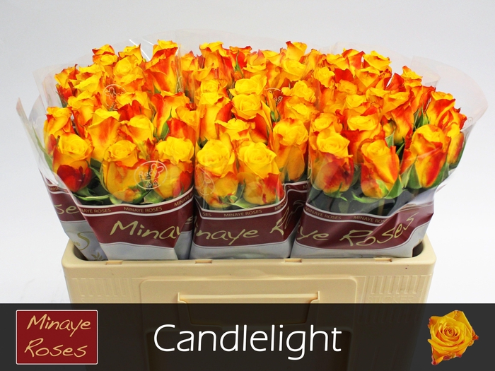 <h4>R GR CANDLELIGHT</h4>