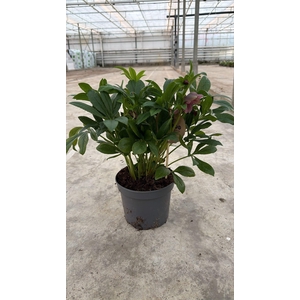 Helleborus Viv Victoria 17 Cm