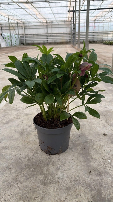 <h4>Helleborus Viv Victoria 17 Cm</h4>