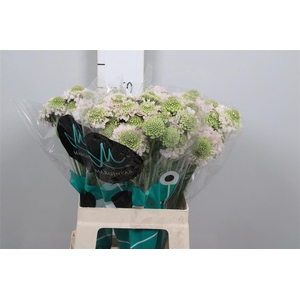 Scab At Fr Vanilla Bl Scoop (x75)