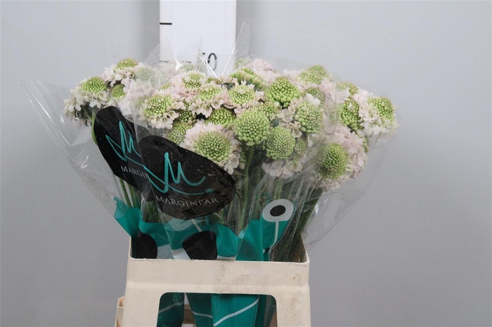 <h4>Scab At Fr Vanilla Bl Scoop (x75)</h4>