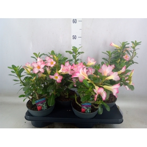 Adenium obesum