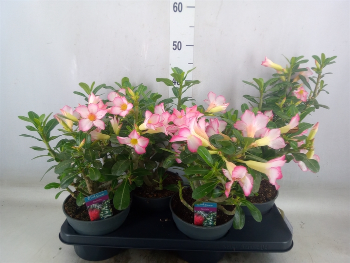 <h4>Adenium obesum</h4>