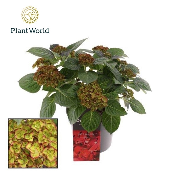 <h4>Hydrangea Bol Hi Moon Red 7 - 12 kop (Specialty)</h4>