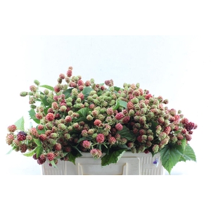 Rubus Fr Chester