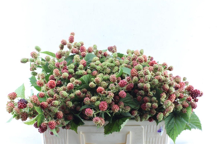 <h4>Rubus Fr Chester</h4>
