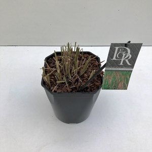 Graminées Miscanthus 'Flamingo'