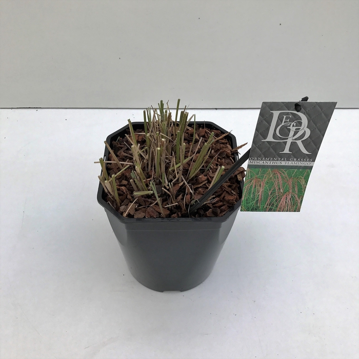 <h4>Graminées Miscanthus 'Flamingo'</h4>