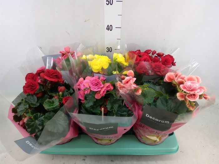 <h4>Begonia elat. DU   ...mix</h4>