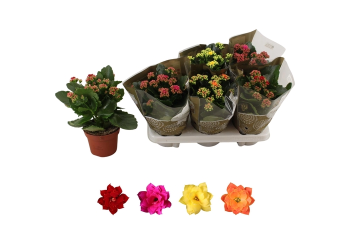 <h4>KAL GE RO GEM 4 KL</h4>