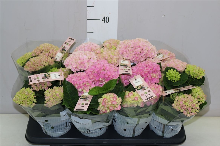 <h4>Hydrangea Magic Revolution Roze 3+</h4>