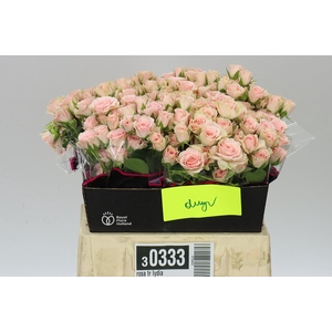 Rosa Tr Lydia