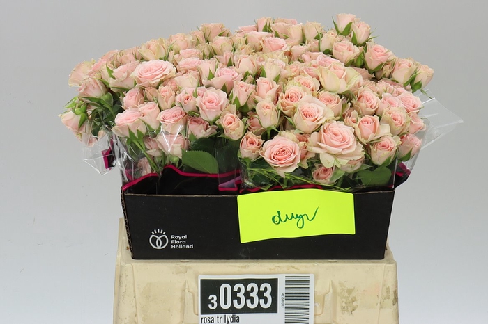 <h4>Rosa Tr Lydia</h4>