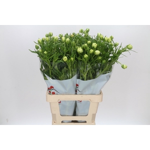 Ran Butterfly Graces