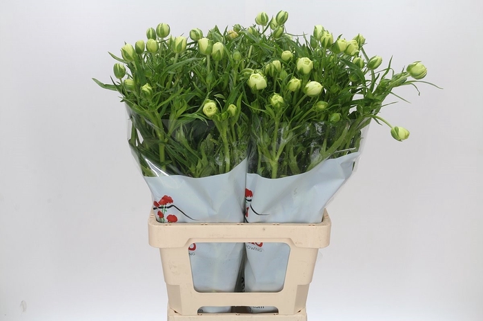 <h4>Ran Butterfly Graces</h4>