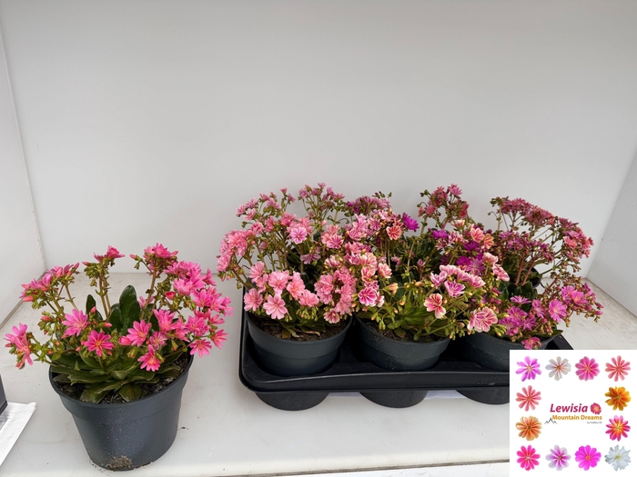 <h4>LEWI MOU DREAMS GEM</h4>