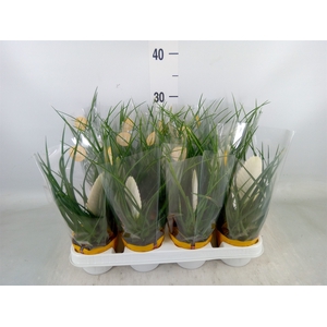 Tillandsia cyanea 'Biancini'
