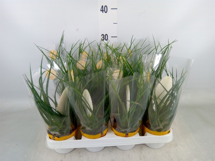 <h4>Tillandsia cyanea 'Biancini'</h4>