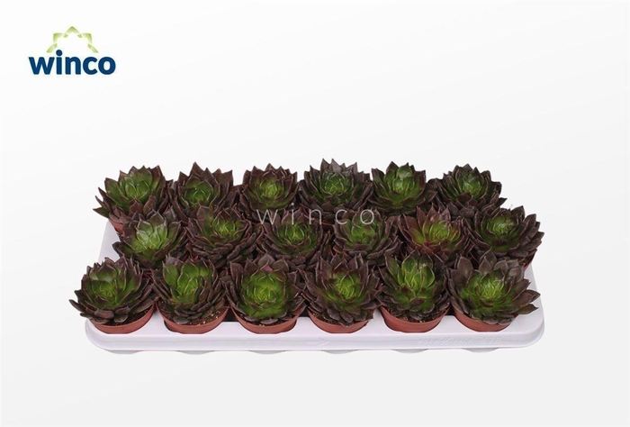 Echeveria Black Prince