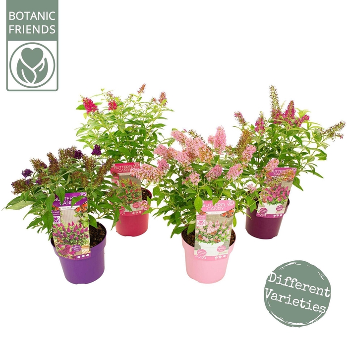 <h4>Buddleja Butterfly Candy Gemengd</h4>