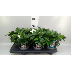 Gardenia jasminoides