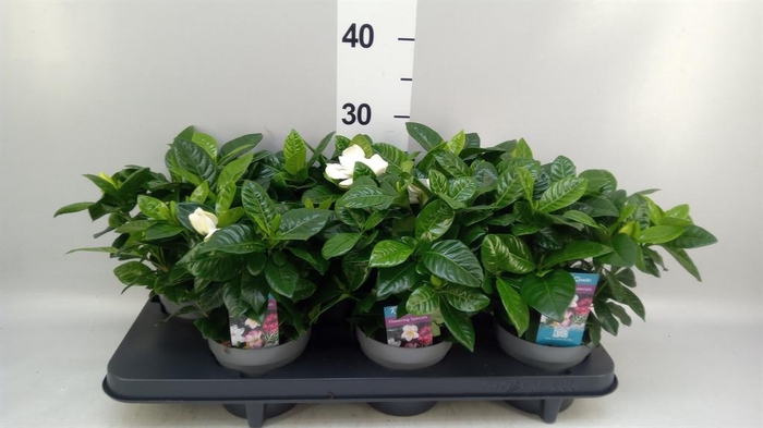 <h4>Gardenia jasminoides</h4>