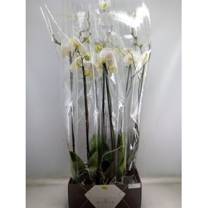 Phalaenopsis   ...white