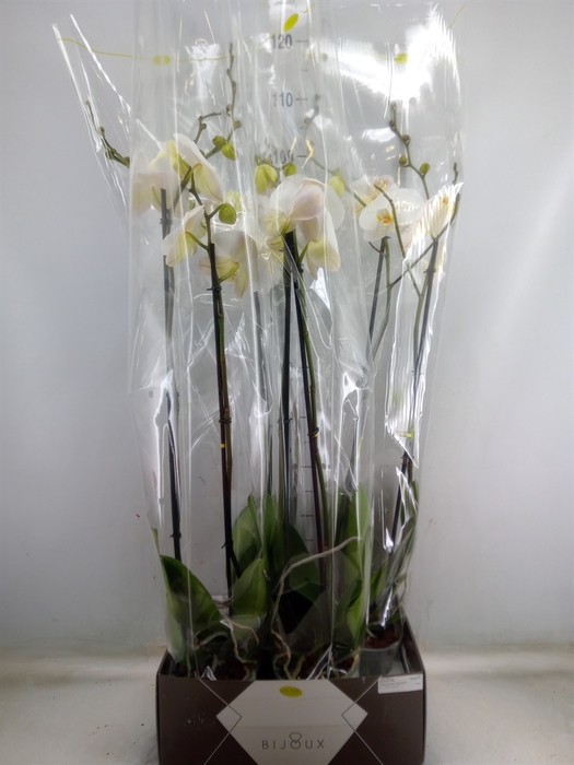 <h4>Phalaenopsis   ...white</h4>