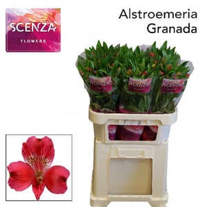 ALSTR GRANADA