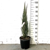 Juniperus scop. 'Blue Arrow' Clt09