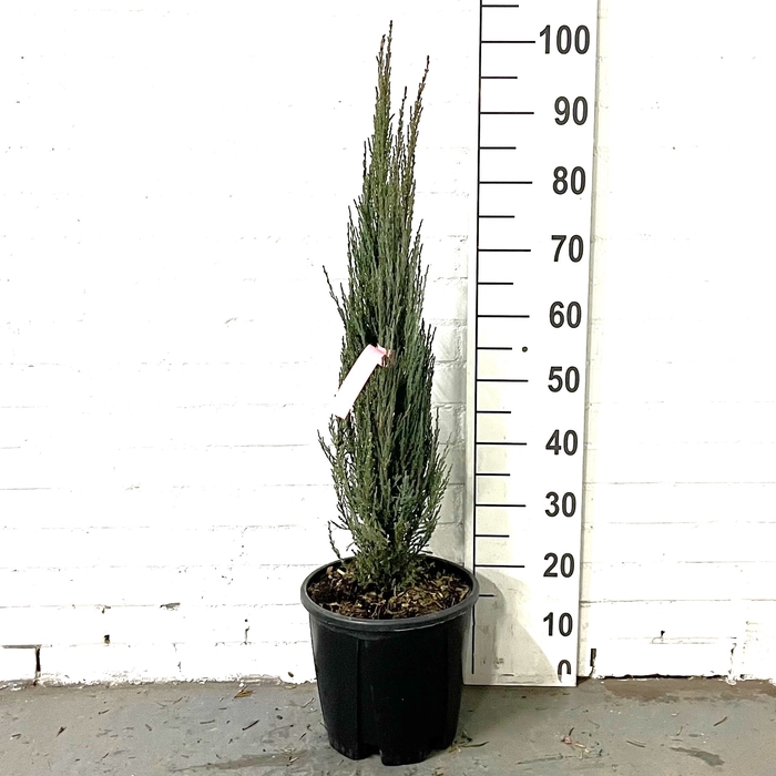Juniperus scop. 'Blue Arrow' Clt09