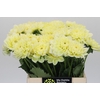 Dahlia Hilda Special