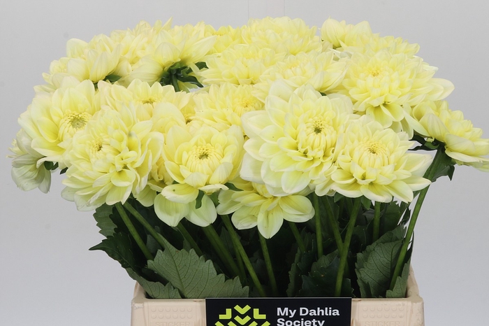 Dahlia Hilda Special