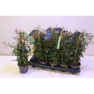 arr8 Jasm Polyanthum Wit Piramide