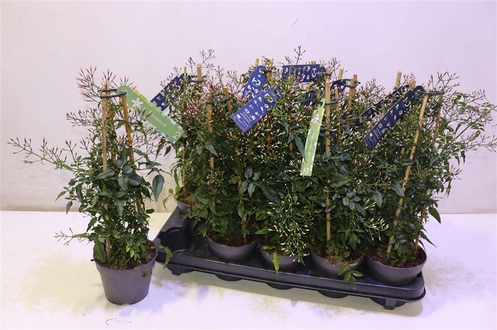 <h4>arr8 Jasm Polyanthum Wit Piramide</h4>