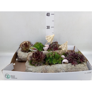 Arr.  Sempervivum L%