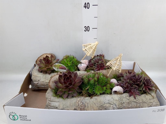 <h4>Arr. Sempervivum L%</h4>