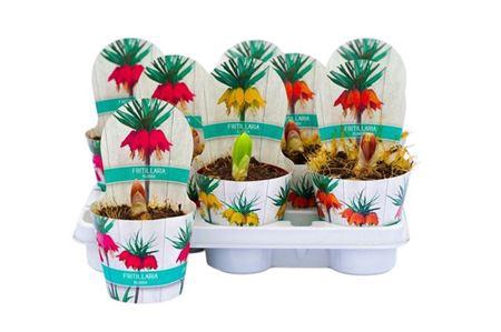 <h4>** Fritillaria * Spring Deal *</h4>