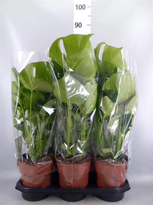 <h4>Monstera delic.</h4>