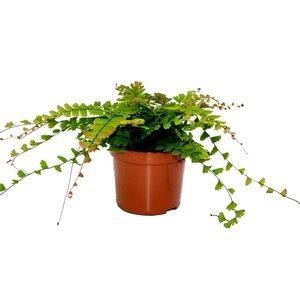 Adiantum Caudatum (Walking Maidenhair)